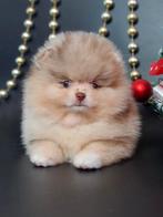 Pomeriaan pup teefje Merle Bear type – te reserveren, Keeshond, 8 tot 15 weken, Buitenland, Teef