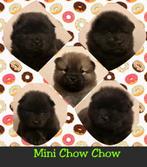 Mini Chow Chow pups ( moeder Teddydog / vader ChowChow ), Dieren en Toebehoren, Honden | Poolhonden, Keeshonden en Oertypen, Overige rassen