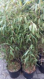 BAMBOE PLANTEN POLVORMEND, Tuin en Terras, Ophalen, Bloeit niet, Overige soorten, Halfschaduw
