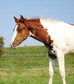Paint (APHA) en Quarter horses (AQHA), pleasure/allround, Dieren en Toebehoren, Paarden, Westernpaard, Meerdere dieren, 0 tot 2 jaar