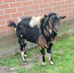 Dwerggeit maanvlek bok te koop of ruilen/huren, Dieren en Toebehoren, Schapen, Geiten en Varkens, Mannelijk, Geit, 3 tot 5 jaar