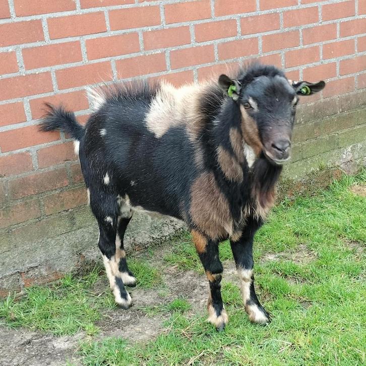 Dwerggeit maanvlek bok te koop of ruilen/huren, Dieren en Toebehoren, Schapen, Geiten en Varkens, Geit, Mannelijk, 3 tot 5 jaar