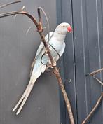 Choro zoekt een huisje! (Halsbandparkiet), Dieren en Toebehoren, Vogels | Parkieten en Papegaaien, Geslacht onbekend, Parkiet