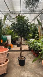 Schleffera op stam 220cm kamerplant, Ophalen, Overige soorten, 200 cm of meer