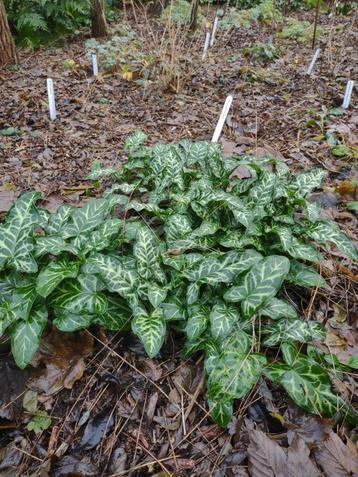 arum italicum marmoratum beschikbaar voor biedingen
