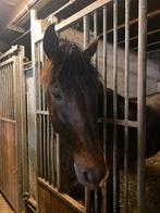Stalling gezocht per februari (omgeving Hoogezand), Dieren en Toebehoren, Stalling
