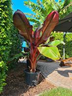 Rode bananenplanten, Ophalen, Zomer, Overige soorten