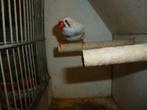 Zebra vink, Dieren en Toebehoren, Vogels | Overige Vogels, Mannelijk, Tropenvogel, Geringd