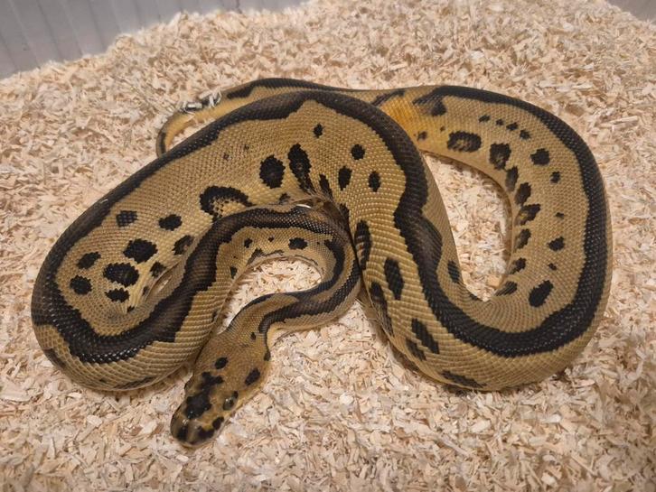 Python regius 1.0 leopard clown