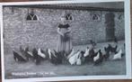 Walcheren- Boerenleven- Kipper voeren op het erf, Verzenden, 1940 tot 1960, Gelopen, Zeeland