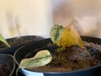 Zeldzame Monstera Mint (Witte Monster), Ophalen, Vaste plant, Bloeit niet, Halfschaduw