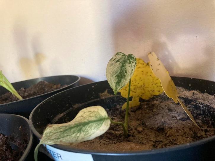 Zeldzame Monstera Mint (Witte Monster), Tuin en Terras, Planten | Tuinplanten, Vaste plant, Klimplanten, Halfschaduw, Bloeit niet