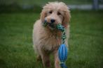 Goldendoodle pups/golden doodle pup, Rabiës (hondsdolheid), Meerdere, 8 tot 15 weken, Meerdere dieren