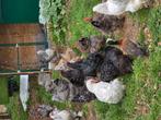 Brahma hennen, Dieren en Toebehoren, Pluimvee