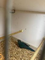 Kakariki,s, Dieren en Toebehoren, Vogels | Parkieten en Papegaaien, Meerdere dieren, Parkiet, Geringd