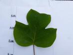 Liriodendron tulpifera, Ophalen of Verzenden, Volle zon, Overige soorten