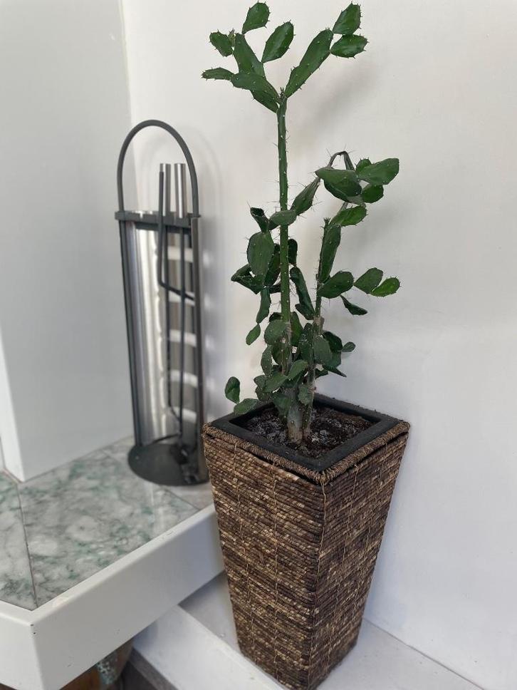 Kamerplanten collectie, Huis en Inrichting, Kamerplanten, Overige soorten, 150 tot 200 cm, Halfschaduw, In pot, Ophalen