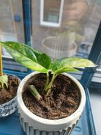 Epipremnum Pinnatum Cintho Goldfinger, Huis en Inrichting, Kamerplanten, Groene kamerplant, Ophalen, Halfschaduw, Minder dan 100 cm