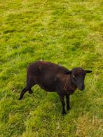 Ouessant ooi, Dieren en Toebehoren, Schapen, Geiten en Varkens, Vrouwelijk, Schaap, 3 tot 5 jaar