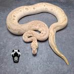 1.2 Clown ballpython kweekgroep (python regius), Dieren en Toebehoren, Reptielen en Amfibieën, Slang, Tam, 3 tot 6 jaar