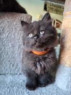 Prachtige langharige kittens, Dieren en Toebehoren, Katten en Kittens | Raskatten | Langhaar, Meerdere dieren, Ontwormd, 0 tot 2 jaar