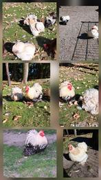 Cochin kriel toompje, Dieren en Toebehoren, Pluimvee, Vrouwelijk, Kip
