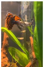 Diverse guppies M/V, Dieren en Toebehoren, Vissen | Aquariumvissen, Vis, Zoetwatervis, Schoolvis