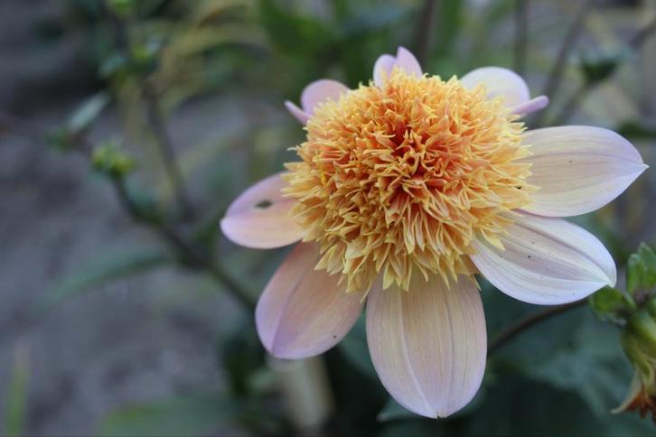 Dahlia Sandia Brocade, Tuin en Terras, Bloembollen en Zaden, Knol, Volle zon, Ophalen of Verzenden