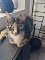 Drie harige hartendieven zoeken samen een warm thuis ️, Dieren en Toebehoren, Katten en Kittens | Overige Katten, Meerdere dieren