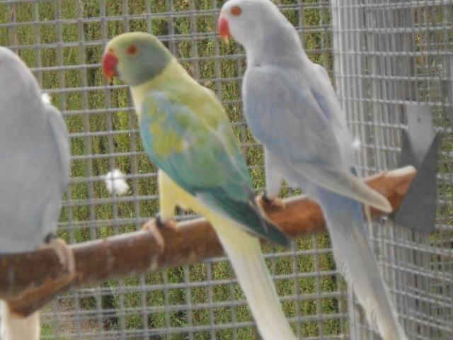 halsbanden blaakstaart-opaline 2025, Dieren en Toebehoren, Vogels | Parkieten en Papegaaien, Parkiet, Meerdere dieren, Geringd