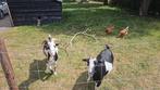 Geit en gecastreerde bok, Dieren en Toebehoren, Schapen, Geiten en Varkens, Meerdere dieren, Geit, 3 tot 5 jaar