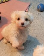 Maltipoo, Dieren en Toebehoren, Honden | Chihuahua's en Gezelschapshonden, Overige rassen, 8 tot 15 weken, Meerdere, Meerdere dieren