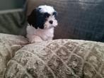 Boomer reutje  boomerpup x shih tzu, Dieren en Toebehoren, 8 tot 15 weken, Eén hond, Nederland, Particulier
