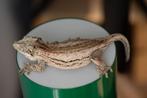 0.1 Rhacodactylus Auriculatus (gargoyle gekko vrouw), Dieren en Toebehoren, Hagedis, Tam, 3 tot 6 jaar