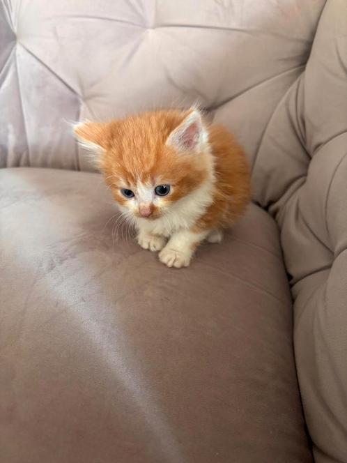 Langharige halve pers, Dieren en Toebehoren, Katten en Kittens | Raskatten | Langhaar, Kater, 0 tot 2 jaar, Ontwormd