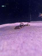 L168 butterfly pleco, Vis, Zoetwatervis, Schoolvis