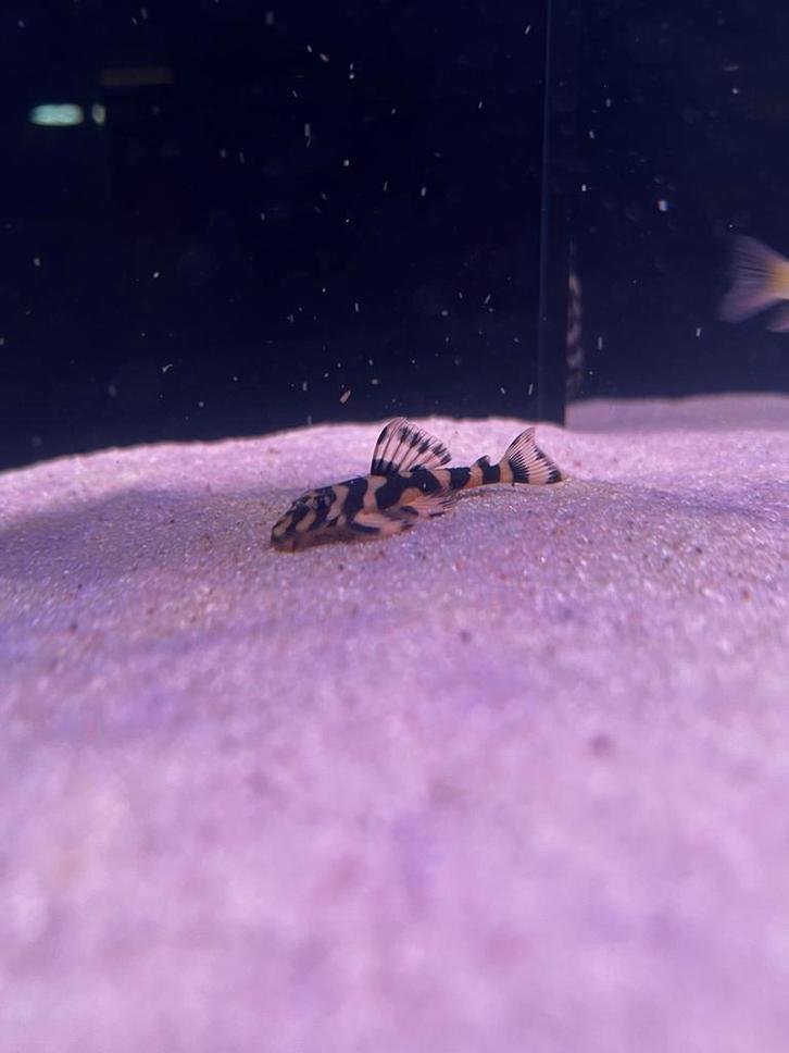 L168 butterfly pleco, Dieren en Toebehoren, Vissen | Aquariumvissen, Zoetwatervis, Vis, Schoolvis
