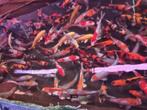 HQ Import koi 25 / 30 cm bij Koidream in Valburg, Karper of Koi