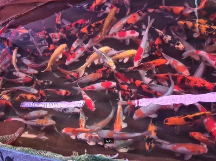 HQ Import koi 25 / 30 cm bij Koidream in Valburg, Dieren en Toebehoren, Vissen | Vijvervissen, Karper of Koi