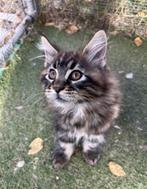 Mainecoon Kittens te koop, Dieren en Toebehoren, Katten en Kittens | Overige Katten, Poes, Langharig, 0 tot 2 jaar