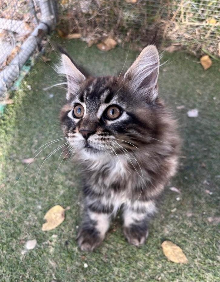 Mainecoon Kittens te koop, Dieren en Toebehoren, Katten en Kittens | Overige Katten, Langharig, Poes, 0 tot 2 jaar