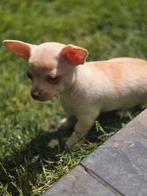 prachtige chihuahua pup,creme teefje, Dieren en Toebehoren, Honden | Chihuahua's en Gezelschapshonden, Meerdere, Meerdere dieren