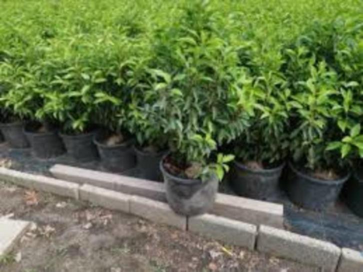 Portugese Laurier, Tuin en Terras, Planten | Struiken en Hagen, Laurier, 100 tot 250 cm, Ophalen