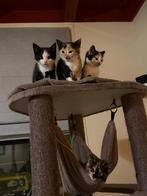 3 lapjes kittens, Dieren en Toebehoren, Meerdere dieren, Kortharig, 0 tot 2 jaar