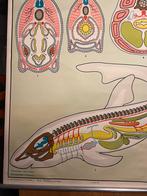 Schoolplaat lancetvisje 100/149 cm, Antiek en Kunst, Antiek | Schoolplaten, Ophalen, Natuur en Biologie