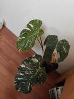 Monstera variegata Thai constellation., Ophalen, Overige soorten, Minder dan 100 cm