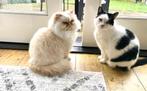 Twee lieve katten zoeken een liefdevolle baas, Dieren en Toebehoren, Poes, Langharig, 6 jaar of ouder