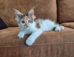 Mooi Maine coon poesje beschikbaar, Dieren en Toebehoren, Poes, Gechipt, 0 tot 2 jaar