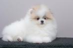 Parti Color Teefje Pomeriaan/Pomeranian Binnenkort in NL, Dieren en Toebehoren, Nederland, Keeshond, 8 tot 15 weken, Teef