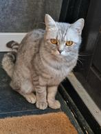 Kitten 7 mnd half britse korthaar grijs, Dieren en Toebehoren, Katten en Kittens | Raskatten | Korthaar, Poes, Gechipt, 0 tot 2 jaar